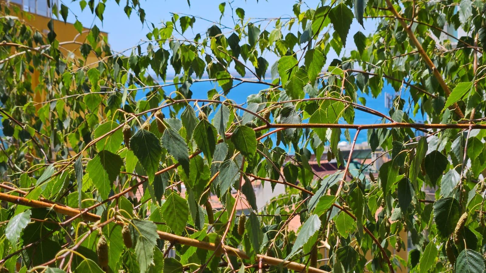 Квартира с одной спальней без таксы обслуживания в районе «Русалка», Свети Влас – отличный выбор для проживания и инвестиций